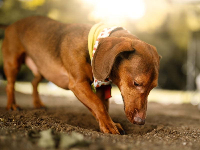 Whether long haired or short haired, Dachshund sausage dogs were bred to dig - with their shape and short legs perfect for barrowing for animals like badgers.