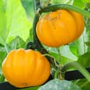 Shop-bought aren't a patch on home-grown pumpkins (Pictures: PA)