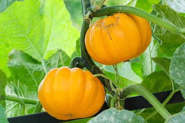 Shop-bought aren't a patch on home-grown pumpkins (Pictures: PA)
