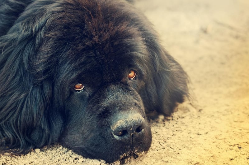 Named after the part of Canada in which they were first bred, the Newfoundland has an average lifespan of 8-10 years.