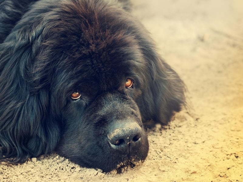 Named after the part of Canada in which they were first bred, the Newfoundland has an average lifespan of 8-10 years.