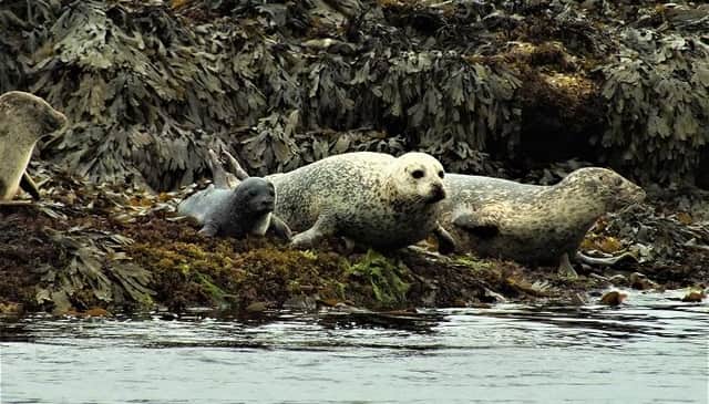 The Scottish body have warned that approaching seals on designated haul out sites across the country puts the cuddly creatures in danger