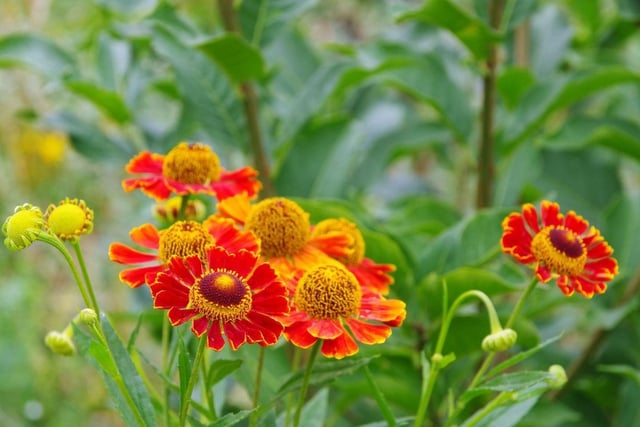 Helenium have gorgeous daisy flowers that grow to around 60 cm high in flaming reds and sunny yellows. A common variety is Sahin’s Early Flowerer, but any will do and all varieties will have the bees buzzing. In terms of caring for your helenium, cut back last year’s flowering stems in early spring and make sure to water well in hot, dry weather.