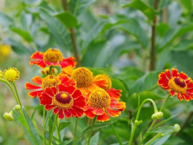Helenium have gorgeous daisy flowers that grow to around 60 cm high in flaming reds and sunny yellows. A common variety is Sahin’s Early Flowerer, but any will do and all varieties will have the bees buzzing. In terms of caring for your helenium, cut back last year’s flowering stems in early spring and make sure to water well in hot, dry weather.