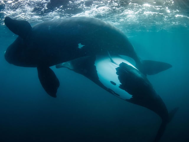 Wildlife Photographer of the Year is developed and produced by the Natural History Museum, London. Undated handout photo issued by Natural History Museum of New life for the tohora by Richard Robinson, winner of the Oceans: The Bigger Picture category at the Wildlife Photographer of the Year competition.