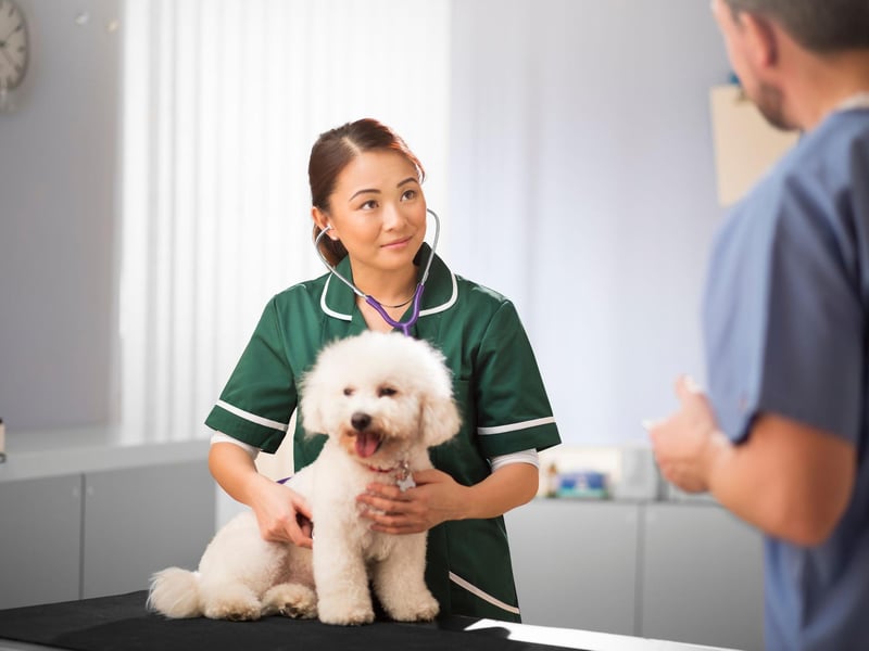 A dog's eyes can indicate a surprising number of health condition. Check to see if there's redness, cloudiness, discolouration or secretion of fluids - all symptoms that need a vet to investigate.