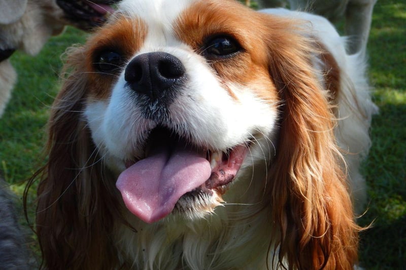 Certain to be a hit with fellow drinkers is the gorgeous Cavalier King Charles Spaniel - and it's a breed that tends to lap up attention. Another chilled dog, they'll take any pub visit in their stride.