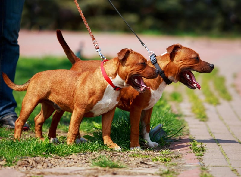 Second spot for most popular Staffy name goes to Luna. This is one of the most popular names for dogs generally and comes from the Latin for 'moon'.