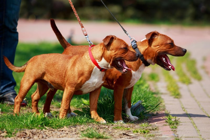 Second spot for most popular Staffy name goes to Luna. This is one of the most popular names for dogs generally and comes from the Latin for 'moon'.