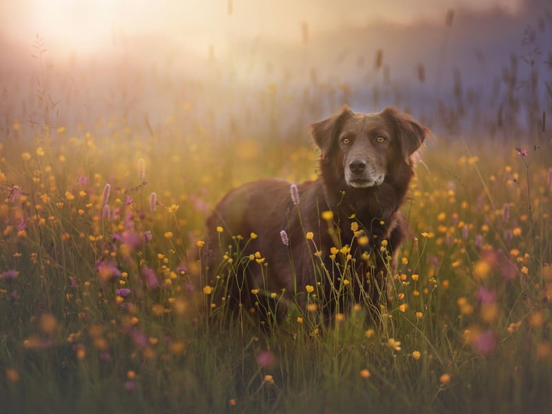 A weekly hot wash and hoover of your dog’s bed, blankets, soft toys and favourite places to relax will help to clear allergens. For extra safety, consider covering your chairs and bed with blankets so they can be easily removed for washing.