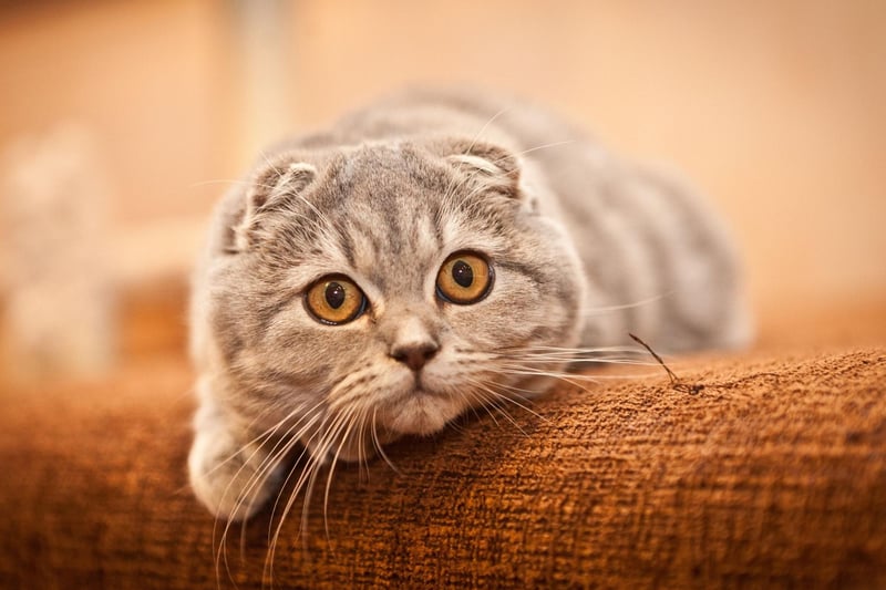 The Scottish Fold is adorable, simply put. A random mutation happened naturally as the breed emerged—these cats developed a gene that caused their ears to fold forward, but it's not their only thing that is unique, with this breeds often very affectionate and dislike being left alone.