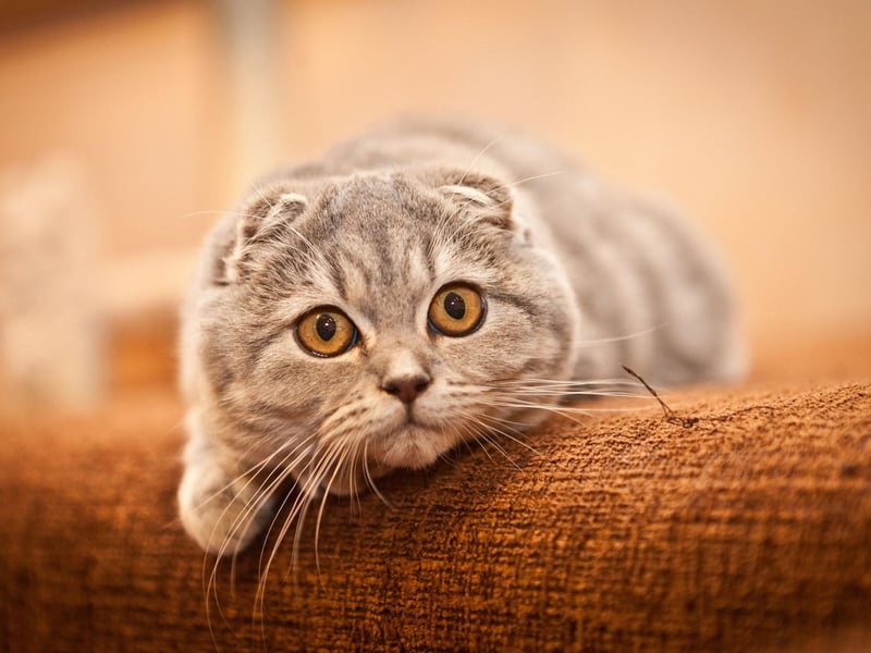 The Scottish Fold is adorable, simply put. A random mutation happened naturally as the breed emerged—these cats developed a gene that caused their ears to fold forward, but it's not their only thing that is unique, with this breeds often very affectionate and dislike being left alone.