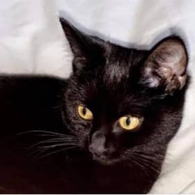 One of the missing cats is named Toothless