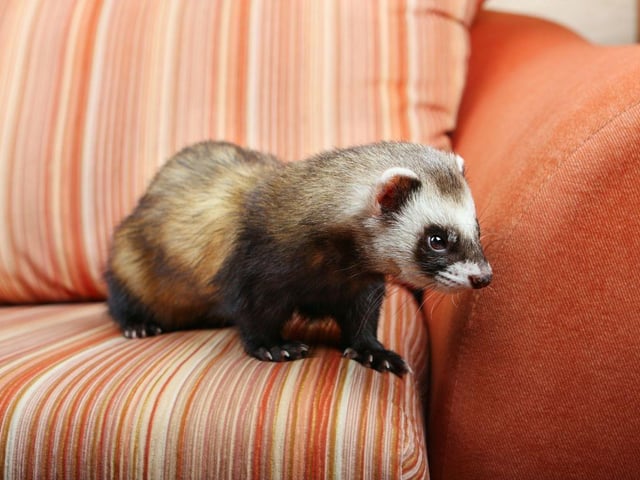 Thought to be descended from the European Polecat, historically the domesticated ferret was historically used to hunt rabbits and rodents. Now they are more likely to be kept as family pets by 0.2 per cent of UK households.