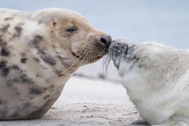 A female grey seal with her pup on a beach (Picture: John MacDougall/AFP via Getty Images)