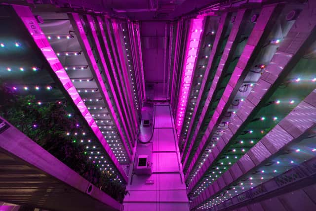 Scottish firm Intelligent growth Solutions is launching a pop-up vertical farm in Glasgow that will be on show for the duration of the United Nations climate summit COP26, taking place in the city from 1 to 12 November