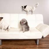 Following a few simple tips can keep your dog as safe as possible at home.