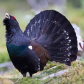 More than 80 per cent of the UK's capercaillie population live in The Cairngorms but numbers are in decline. RSPB has made a number of recommendations to the national park authority to help limit potential disturbance of the species from a new motorhome park. PIC: Dave Palmer/CC.