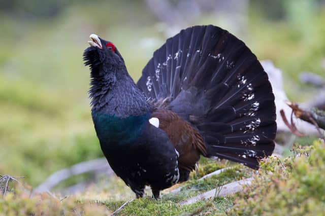 More than 80 per cent of the UK's capercaillie population live in The Cairngorms but numbers are in decline. RSPB has made a number of recommendations to the national park authority to help limit potential disturbance of the species from a new motorhome park. PIC: Dave Palmer/CC.
