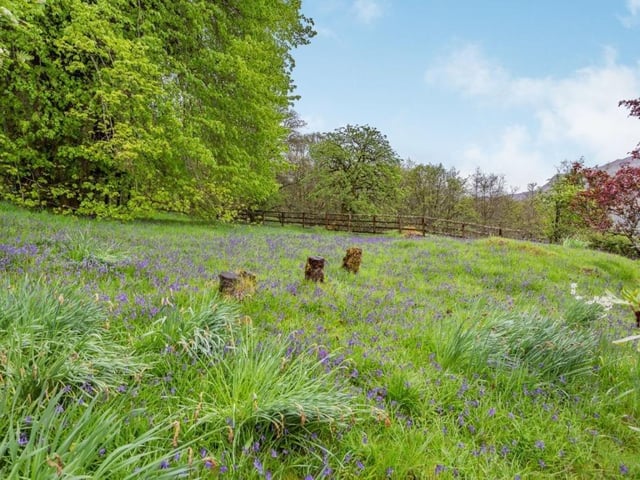 Wildflower pasture.