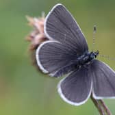 The rare small blue butterfly, the country's smallest, is mainly found at coastal sites in Moray, Caithness, Angus and Berwickshire