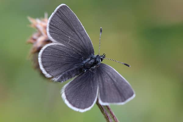 The rare small blue butterfly, the country's smallest, is mainly found at coastal sites in Moray, Caithness, Angus and Berwickshire
