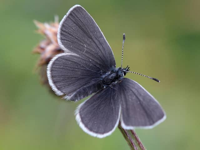 The rare small blue butterfly, the country's smallest, is mainly found at coastal sites in Moray, Caithness, Angus and Berwickshire