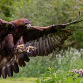 Golden eagle.