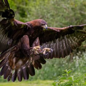 Golden eagle.