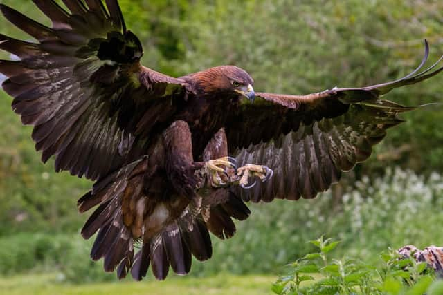 Golden eagle.