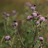 A magical, lyrical journey through metaphorical thistles took Joe Goldblatt back to his childhood (Picture: Andrew Redington/Getty Images)