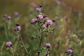 A magical, lyrical journey through metaphorical thistles took Joe Goldblatt back to his childhood (Picture: Andrew Redington/Getty Images)