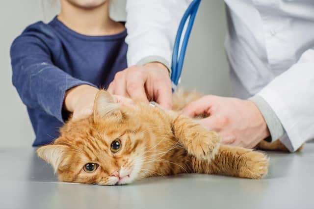 Health officials have assured the public that there is no evidence that pets can transmit the virus to humans.