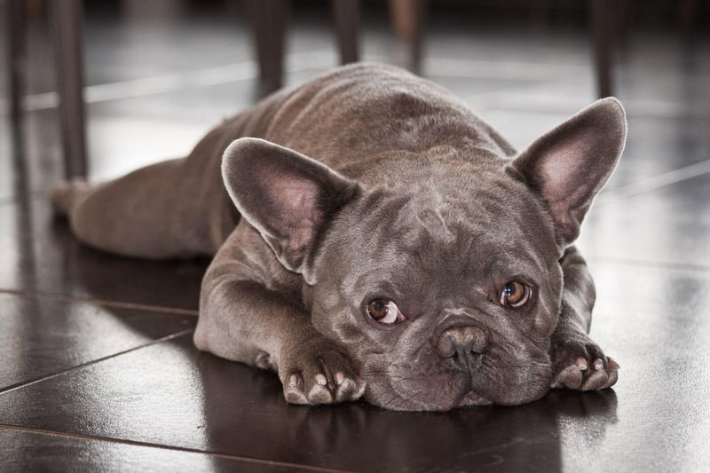 French Bulldogs are a very caring breed. In 2009 a French Bulldog called Bugsy became a foster parent to a baby orangutan called Malone who had been abandoned by his mother at Twycross Zoo, in England. The pair were inseparable until Malone was big enough to join the other orangutans.
