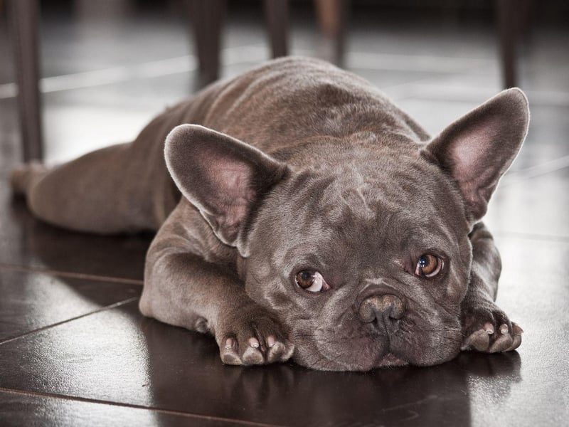 French Bulldogs are a very caring breed. In 2009 a French Bulldog called Bugsy became a foster parent to a baby orangutan called Malone who had been abandoned by his mother at Twycross Zoo, in England. The pair were inseparable until Malone was big enough to join the other orangutans.