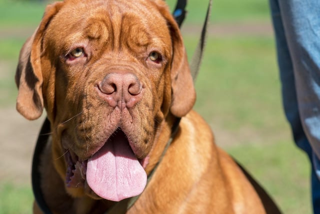 The French Mastiff, one of the larger brachycephalic breeds, is six times more likely than the Lab to overheat.