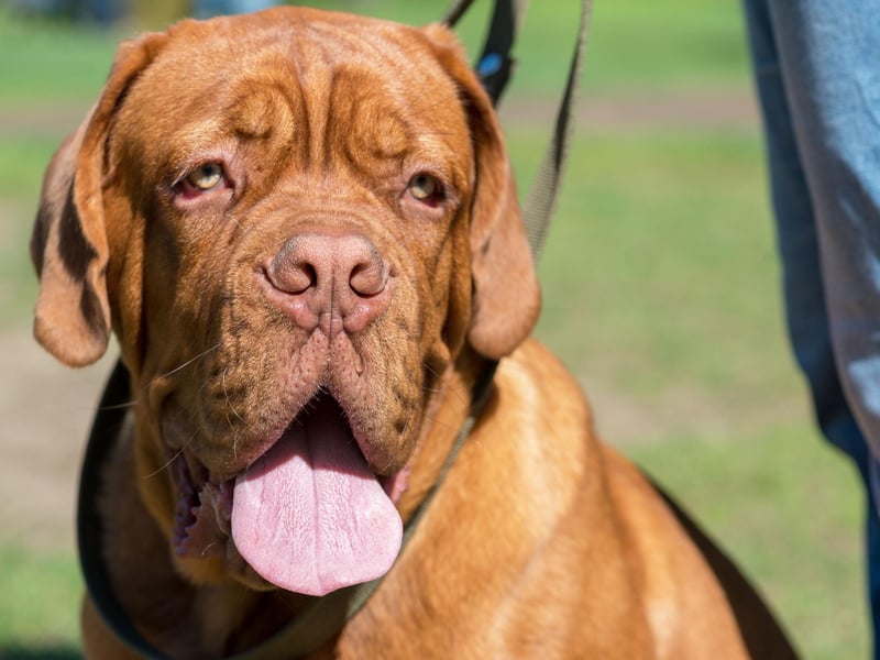 The French Mastiff, one of the larger brachycephalic breeds, is six times more likely than the Lab to overheat.