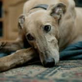 Looking for inspiration to name your new Greyhound pup?