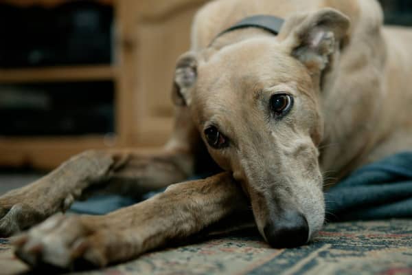 Looking for inspiration to name your new Greyhound pup?