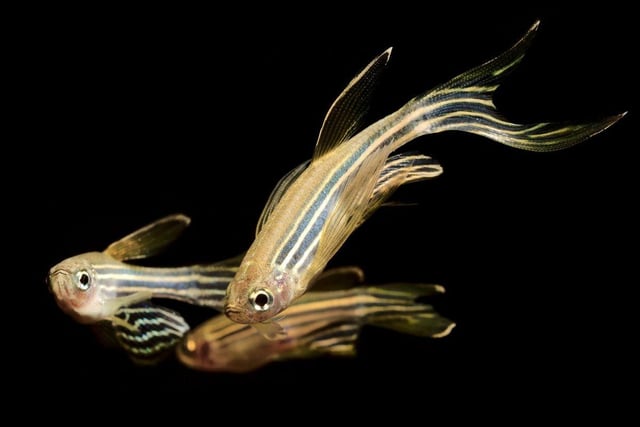 Also known as the Zebra Fish. the Zebra Danio is another schooling fish that doesn't need an enormous tank. Around six will happily live in a five litre aquarium. These little fish from South Asia will eat pretty much anything so that's one less thing to worry about.