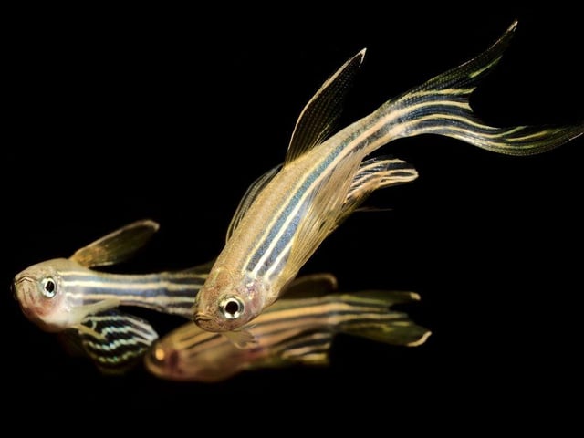 Also known as the Zebra Fish. the Zebra Danio is another schooling fish that doesn't need an enormous tank. Around six will happily live in a five litre aquarium. These little fish from South Asia will eat pretty much anything so that's one less thing to worry about.