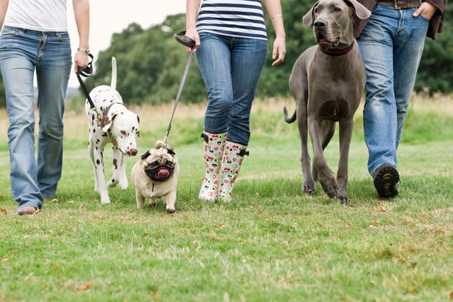Keeping Your Dog Safe On A Walk: These are 10 expert tips on keeping ...