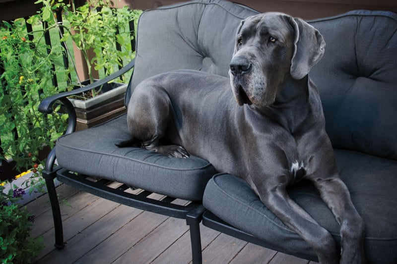 Great Danes are as lazy as they are huge. A quick trot around the block and they'll be ready to lie on a rug for a few hours.
