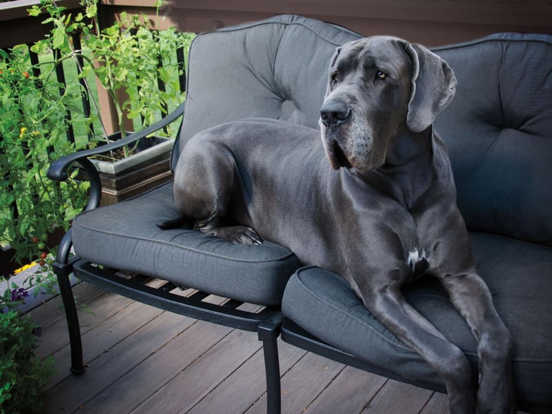 Great Danes are as lazy as they are huge. A quick trot around the block and they'll be ready to lie on a rug for a few hours.