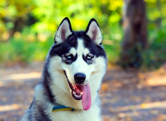 How much do you know about the loyal and courageous Siberian Husky?