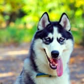 How much do you know about the loyal and courageous Siberian Husky?