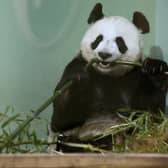 Tian Tian in her enclosure at Edinburgh Zoo