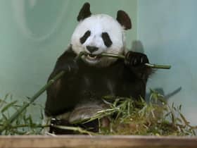 Tian Tian in her enclosure at Edinburgh Zoo