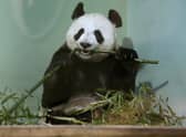 Tian Tian in her enclosure at Edinburgh Zoo