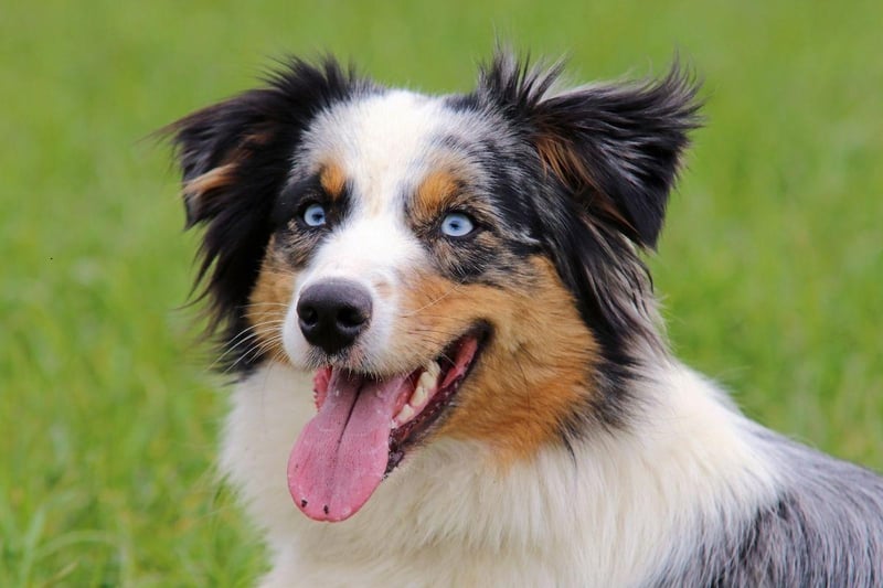 Despite the name, the Australian Shepherd is a breed that was actually developed in the USA. The name comes from the Spanish area of Asturias, where its origins have been traced. Traditionally used as a herding dog, it is a breed that is as brave as it is beautiful - and are also great with young children.